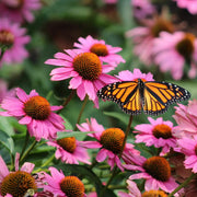 Organic Coneflower Seeds