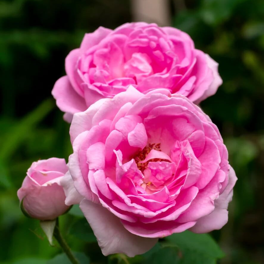 Pink Damascus Rose Seeds