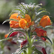Versicolor Oenothera Seeds