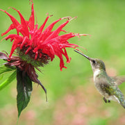 Bee Balm Seeds