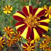 Court Jester Marigold Seeds