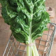 Fordhook Swiss Chard Seeds