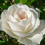 Climbing Iceberg Rose Seeds