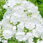 White Phlox Seeds