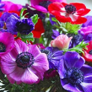 Pulsatilla Mix Anemone Seeds
