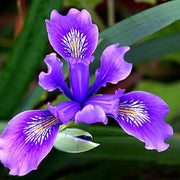 Elegant Japanese Iris Seeds