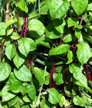 Malabar Spinach Seeds