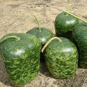 Green Gourd Seeds