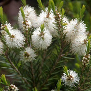 Wildflower Mix Melaleuca Seeds