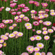 Everlasting Daisy Rhodanthe Chlorocephala Rosea Seeds
