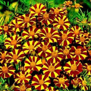 Court Jester Marigold Seeds