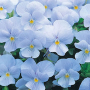 Cloudless Sky Blue Pansy Seeds