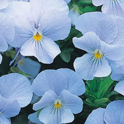 Cloudless Sky Blue Pansy Seeds