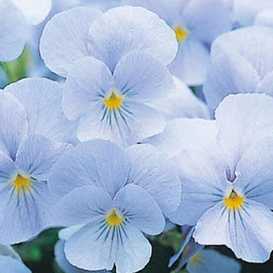 Cloudless Sky Blue Pansy Seeds