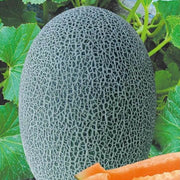 Chinese Hami Melon Seeds