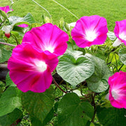 Crimson Rambler Morning Glory Seeds