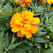 Durango Tangerine Marigold Seeds