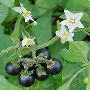 Solanum Nigrum Black Nightshade Seeds, Herbal
