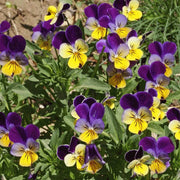 Viola tricolor Johnny Jump Up Seeds