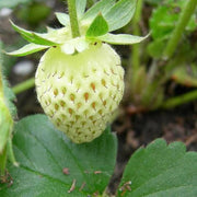 Green Strawberry Seeds