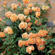Orange & Pink Rose Seeds