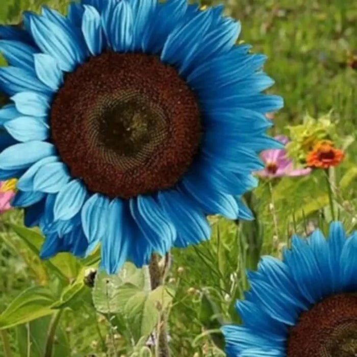 Blue Sunflower Seeds