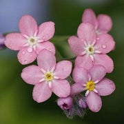 Pink Forget-Me-Not Seeds