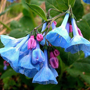 Virginia Bluebells Mertensia Virginica Seeds