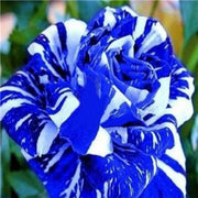 Tiger Stripe Blue Rosa spp. Seeds