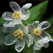 Wildflower Mix Skeleton Seeds