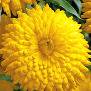 Golden Emperor Calendula Seeds