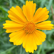 Indian Cockade Seeds