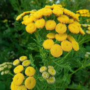 Tanacetum Vulgare Tansy Seeds