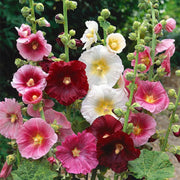 Indian Spring Hollyhock Seeds