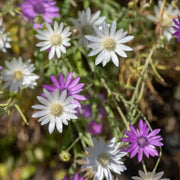 Vintage Xeranthemum Seeds