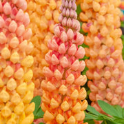 Orange Yellow Lupine Seeds