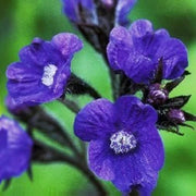 Drought-Tolerant Anchusa Seeds, Herbal