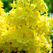 Yellow Lilac Seeds
