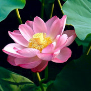 Giant Sacred Aquatic Lotus Seeds