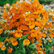 Strumosa Nemesia Seeds
