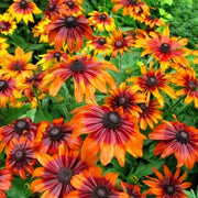 Autumn Rudbeckia Seeds