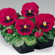 Red Wing Pansy Seeds