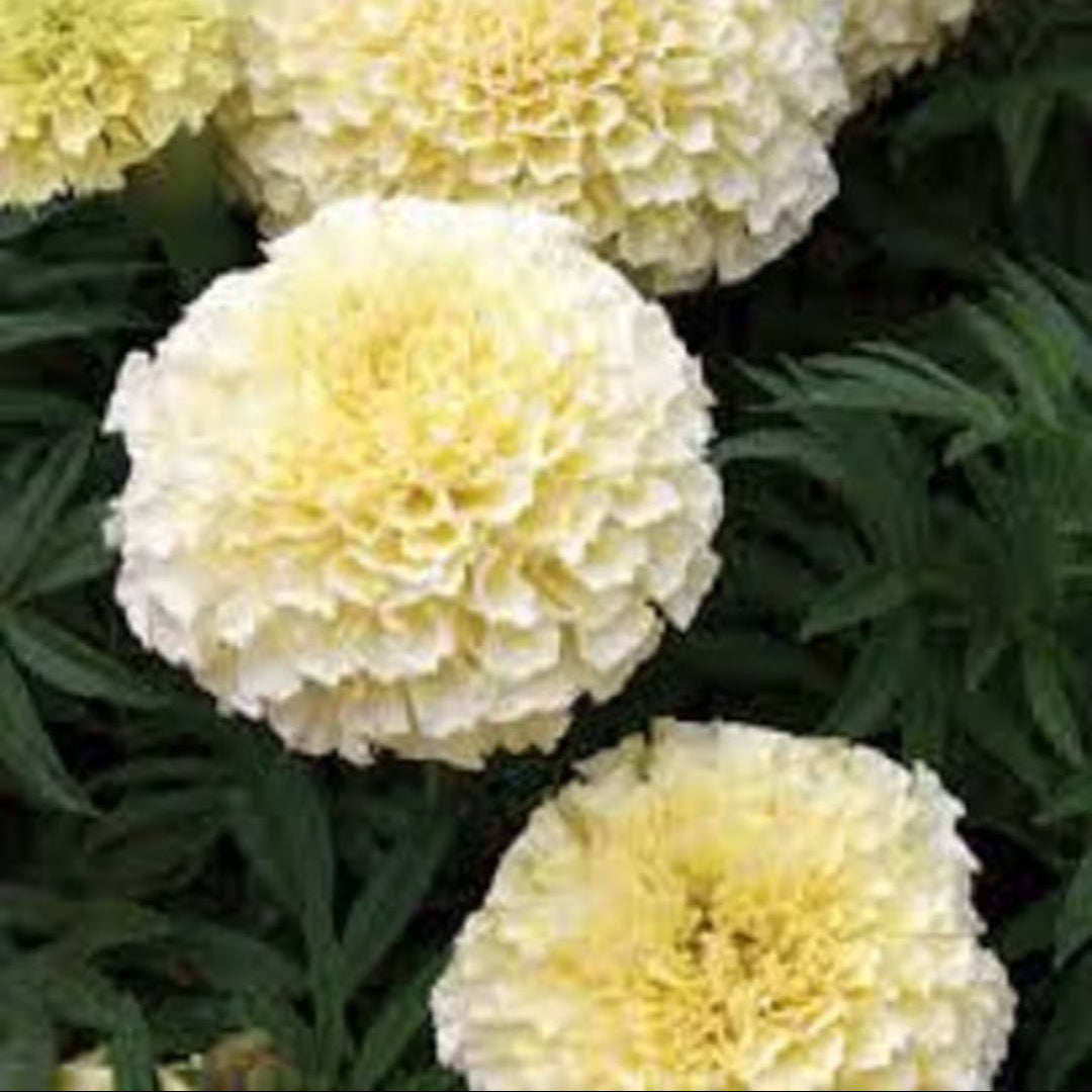 American Eskimo Marigold Seeds