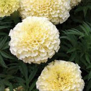 American Eskimo Marigold Seeds