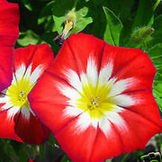 Dwarf Red Ensign Morning Glory Seeds