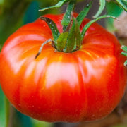 Abe Lincoln Tomato Seeds
