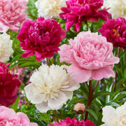 Hardy Perennial Blooms Peony Seeds