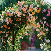 Mixed Climbing Rosa spp. Seeds