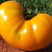 Light Yellow Giant Belgium Tomato Seeds