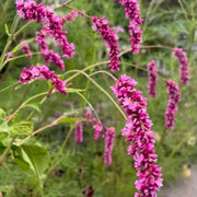 Kiss-Me-Over-The-Garden-Gate Seeds